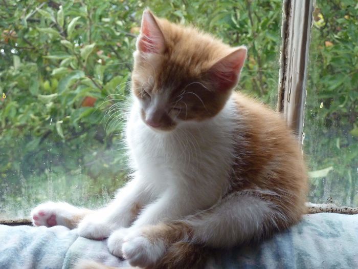 Gizmo 6weeks And A Whopping 6months