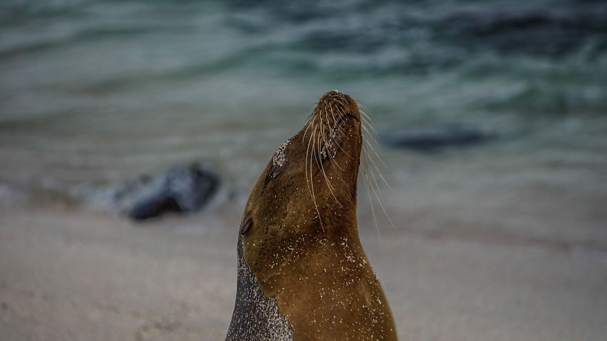 Who Rules The Beach?