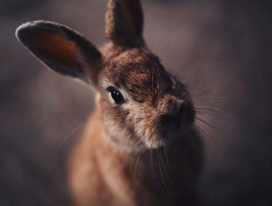Okunoshima, Rabbit Island In Japan