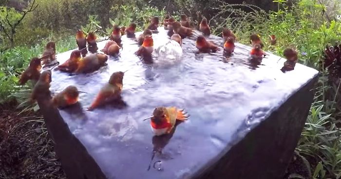 These 30 Hummingbirds Just Had An Epic Pool Party