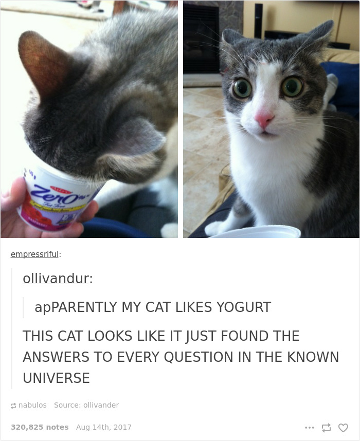 Funny-cat-pics-tumblr