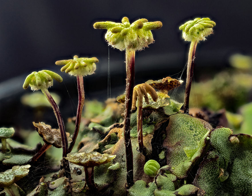 My Dad Captures The Beauty And Wonders In Tiny Things