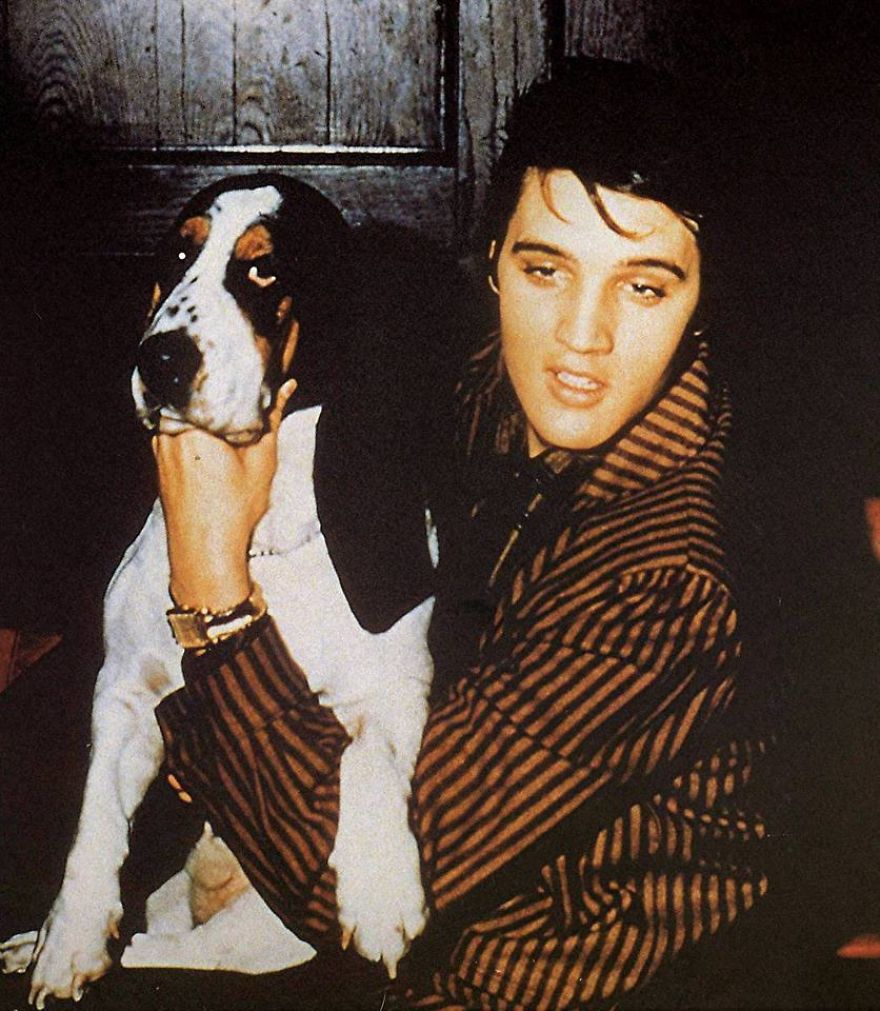 Elvis Presley And The Animals. A Very Sweet Tribute To The 40 Years Of His Death. Elvis Presley And The Animals. A Very Sweet Tribute To The 40 Years Of His Death.
