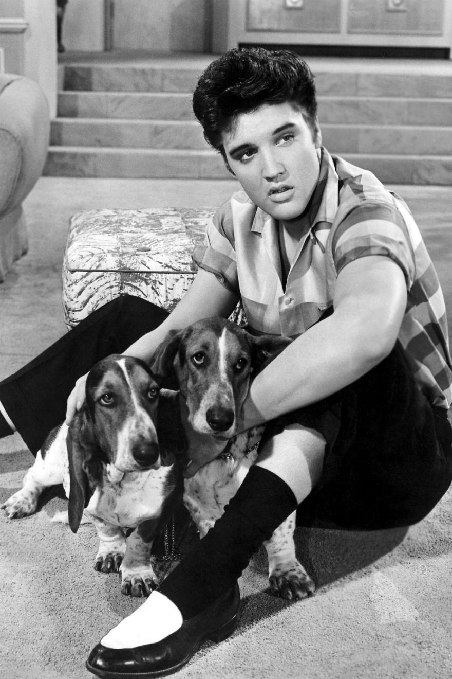 Elvis Presley And The Animals. A Very Sweet Tribute To The 40 Years Of His Death. Elvis Presley And The Animals. A Very Sweet Tribute To The 40 Years Of His Death.