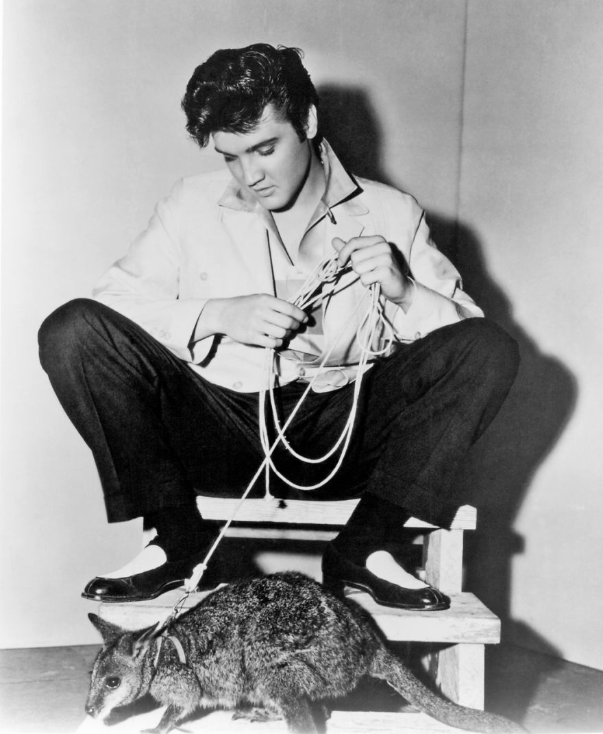 Elvis Presley And The Animals. A Very Sweet Tribute To The 40 Years Of His Death. Elvis Presley And The Animals. A Very Sweet Tribute To The 40 Years Of His Death.