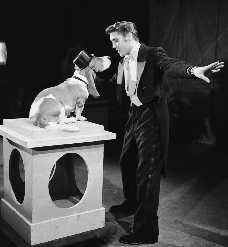 Elvis Presley And The Animals. A Very Sweet Tribute To The 40 Years Of His Death.