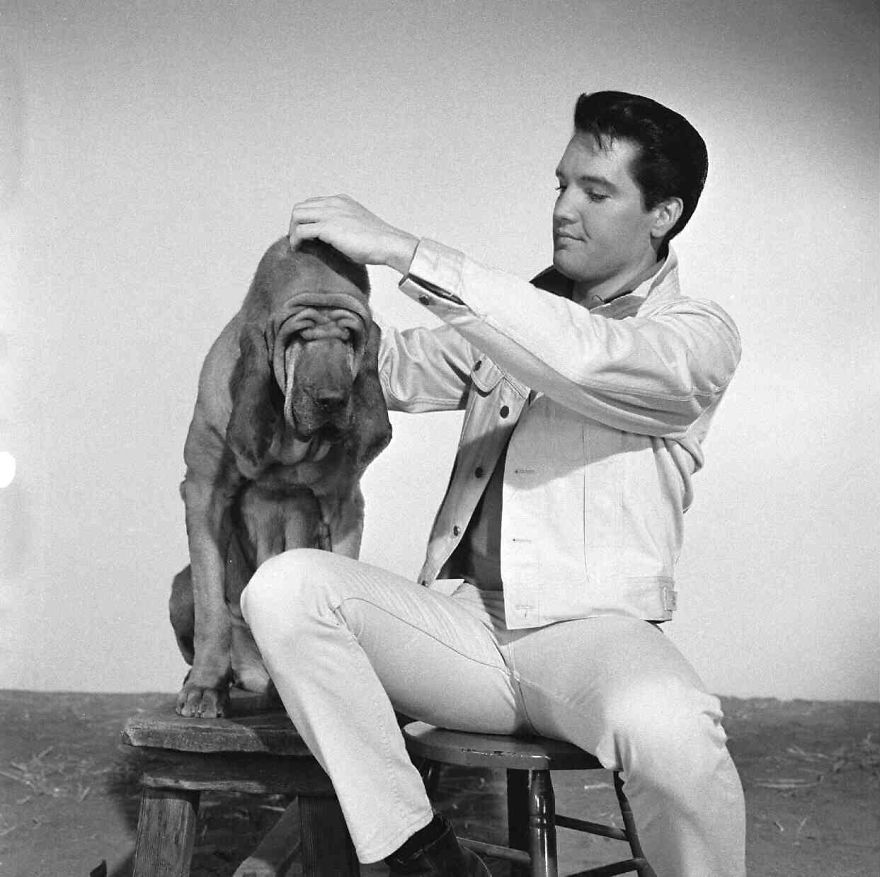 Elvis Presley And The Animals. A Very Sweet Tribute To The 40 Years Of His Death. Elvis Presley And The Animals. A Very Sweet Tribute To The 40 Years Of His Death.