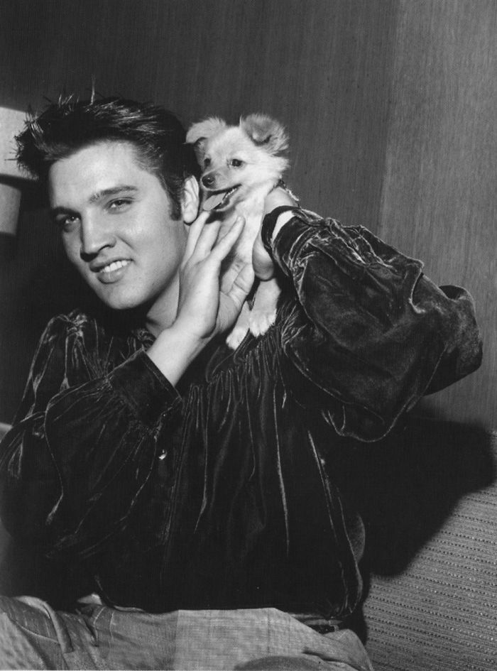 Elvis Presley And The Animals. A Very Sweet Tribute To The 40 Years Of His Death.