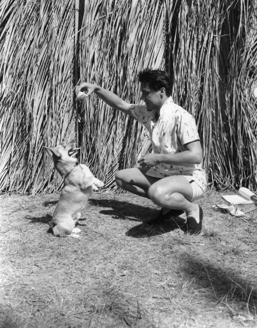 Elvis Presley And The Animals. A Very Sweet Tribute To The 40 Years Of His Death. Elvis Presley And The Animals. A Very Sweet Tribute To The 40 Years Of His Death.