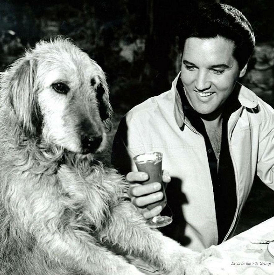 Elvis Presley And The Animals. A Very Sweet Tribute To The 40 Years Of His Death.