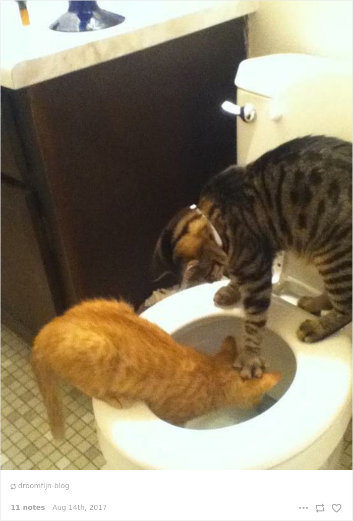 Funny-cat-pics-tumblr