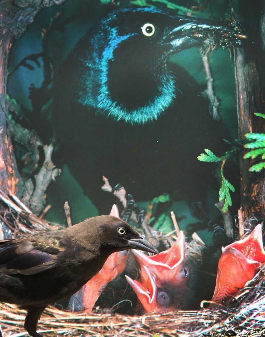 Artist Changes The Backdrop Of Her Birdhouse To Transform The Narrative Of How We View Art.