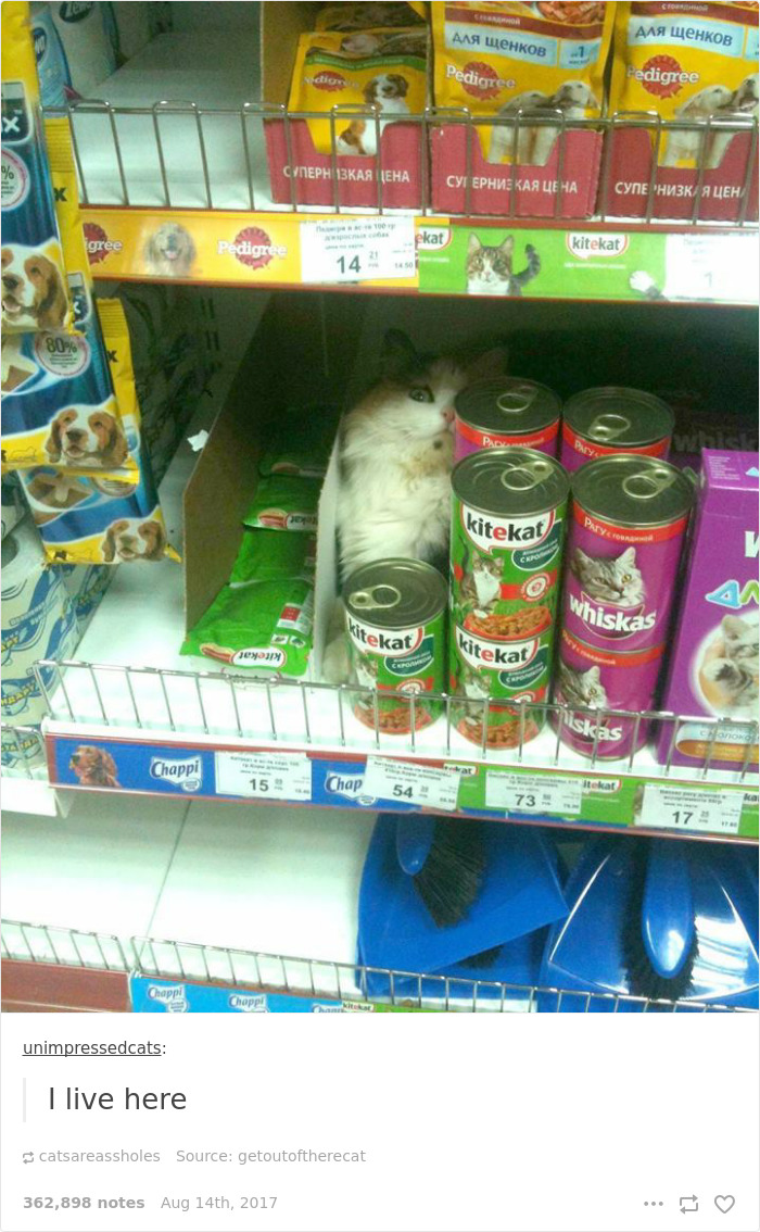 Funny-cat-pics-tumblr