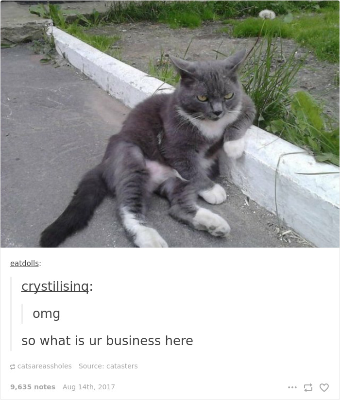 Funny-cat-pics-tumblr