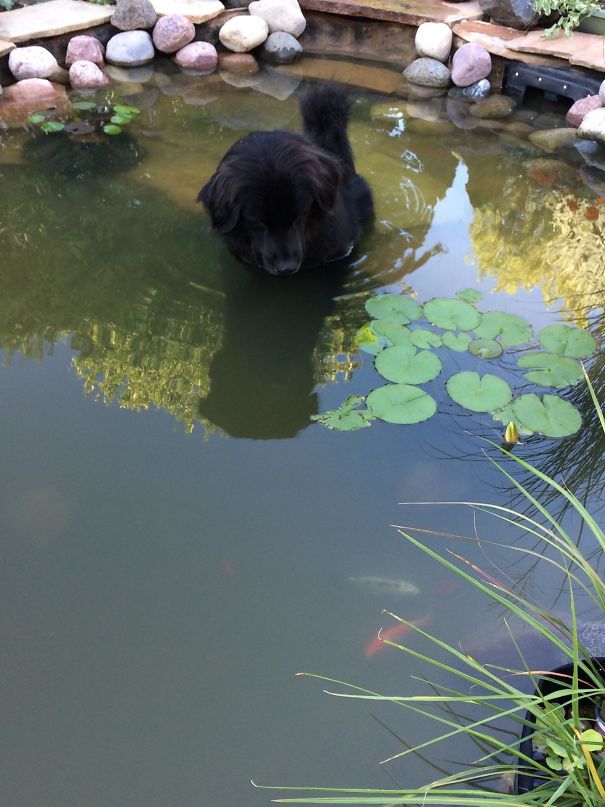 My Dog Zeus Likes To Sit In Our Pond And Stare At The Fish