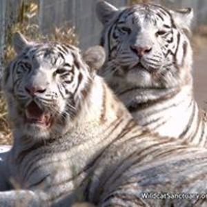 moondragon2ride avatar