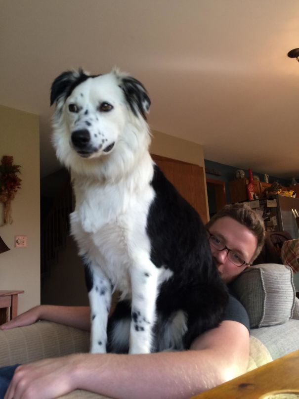 I Think My Dog Is A Cat