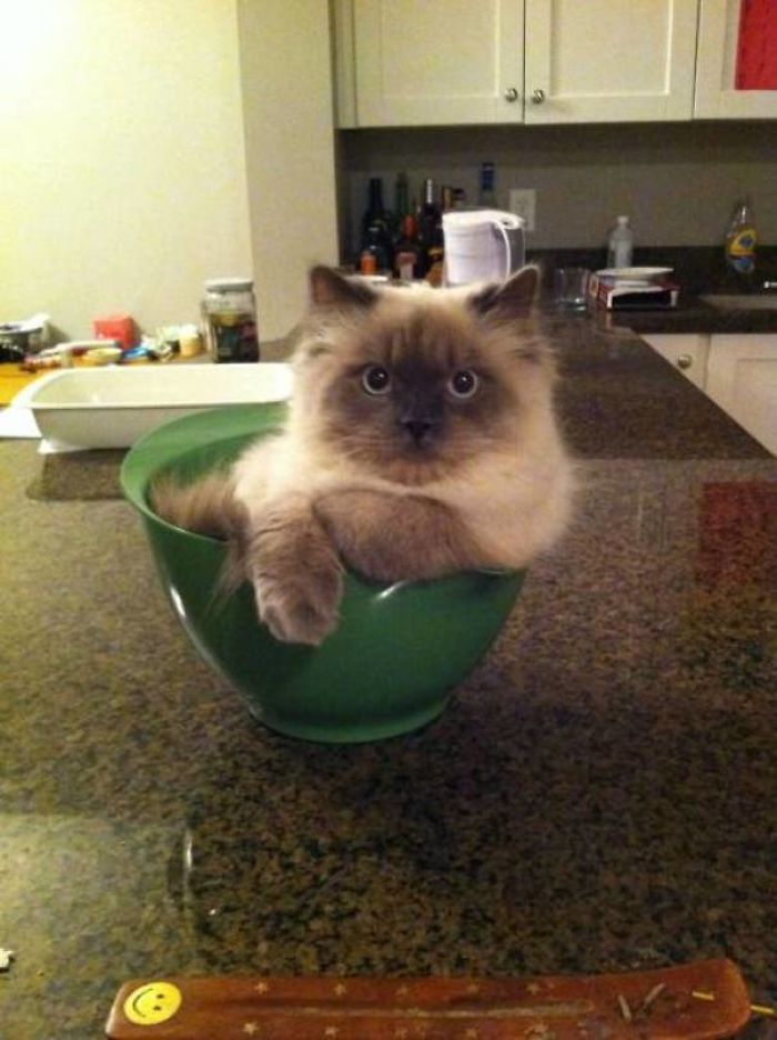 If I Fits, I Sits