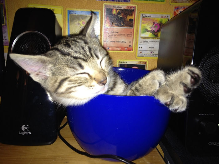 If It Fits, She Sits.. And Falls Asleep