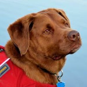 alaskabear99687 avatar