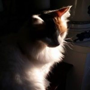 corinnestoops63 avatar