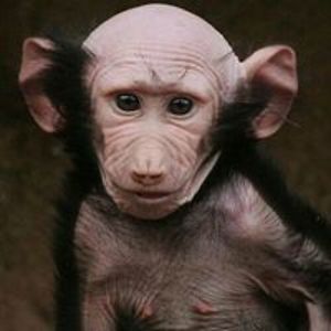 stevetwiggbrid avatar