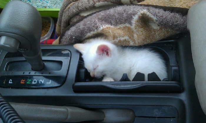 If It Fits, I Sleeps