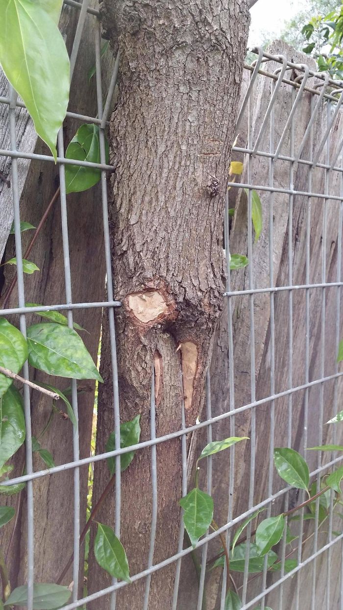 This Tree Grew Through The Fence