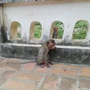 anne_poncelet avatar