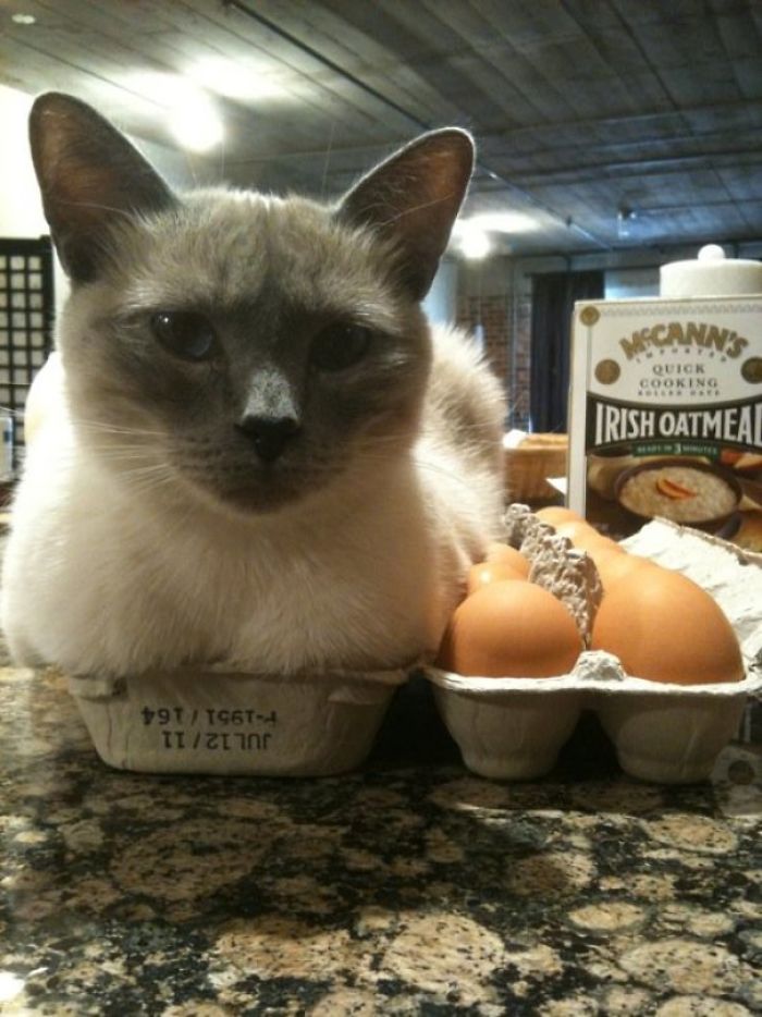 Meet My Cat Pussy Willow! If She Fits, She Sits