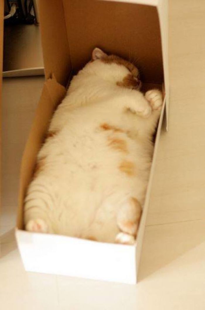 Neatly Packaged Loaf Of Cat