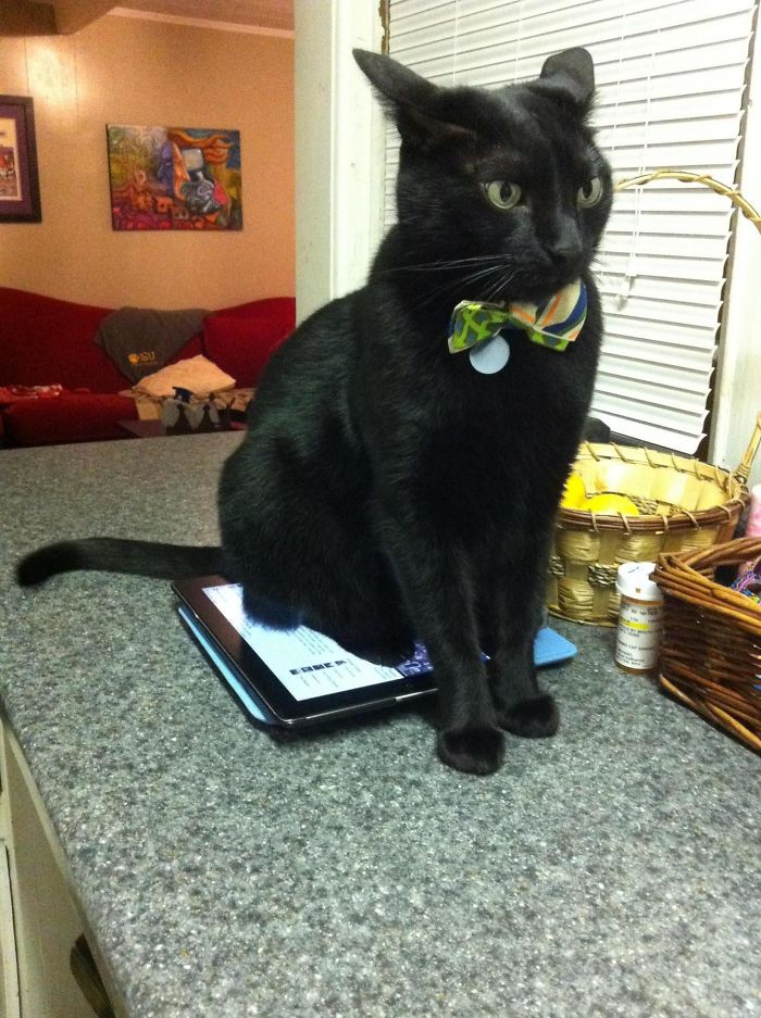 Business Cat Has Taken "I Fits, I Sits" To The Next Level