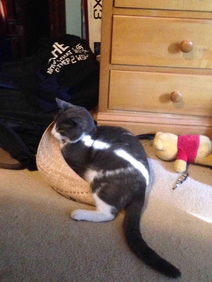 My Cat Seems To Have Missed The "Fits" Part Of If I Fits I Sits