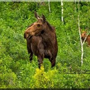 javaslinger1027 avatar