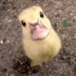 jglobetrotter avatar