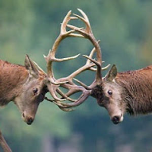 adamsummerfield avatar