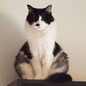 wolfchildbaby avatar