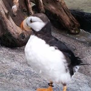 falconridgedesigns avatar