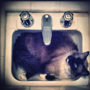 greebowatkins avatar