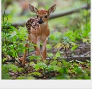 sophia_dasely avatar