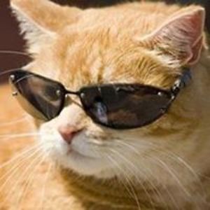 coolcatlover1945 avatar