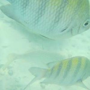 angelalaumein avatar