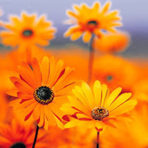 traceywilliams_1 avatar