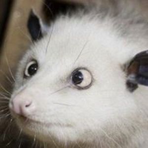 joseph_mclinden avatar