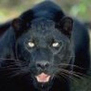 carolwilliams avatar