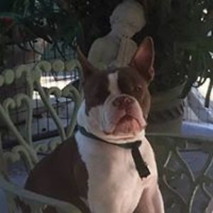 clouds9yorkies avatar