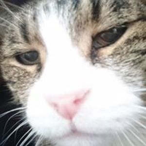 macho_the_cat avatar