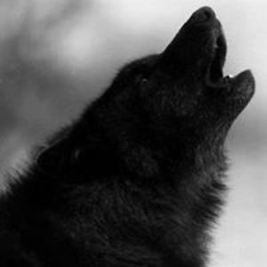 sandy_schwarz avatar