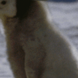 nicholasnamini avatar