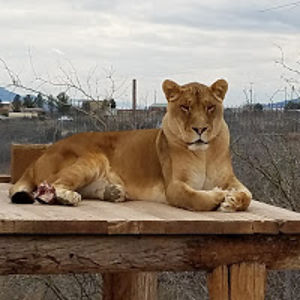 cynthiadorfsmith avatar